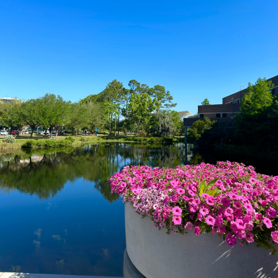 A photo of a pond with a blue sky in the background and pink potted flowers in the foreground