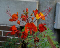 Caesalpinia pulcherimma close up of orange and red flowers