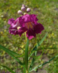 Chilopsis linearis with purple flower