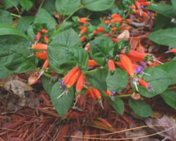 Orange and purple Cuphea schumannii flowers and green leaves