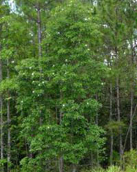 Gordonia lasxianthus trees