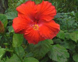 Hibiscus Rosa Sinensis red flower with yellow stem in middle of flower