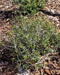 Ilex Vomitoria bush on the ground