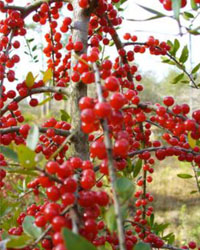 Ilex Vomitoria red berries