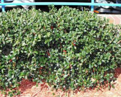 Ilex cornuta bush