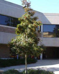 Ilex x attenuata tree in front of a building