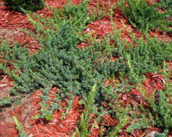 Juniperus conferta