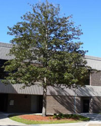 Magnolia grandifloria tree in front of a building