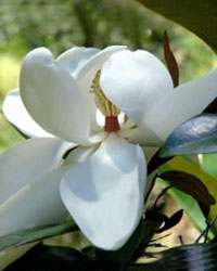 Magnolia grandifloria flower