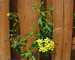 Mascagnia macroptera leaves and flowers in front of fence