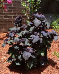 Perilla frutescens with purple leaves on red and brown mulch