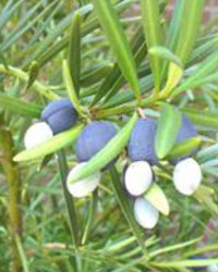 Podocarpus macrophyllus with blue and white buds