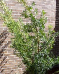 Podocarpus macrophyllus tree in front of brick wall