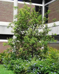 Quercus myrsinaefolia