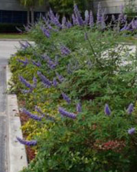 Vitex Agnus Castus bushes with purple flower stems on top