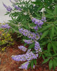 Vitex Agnus Castus purple flower stems with leaves in the background