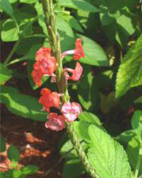 stachytarpheta mutabilis stem with little red flowers