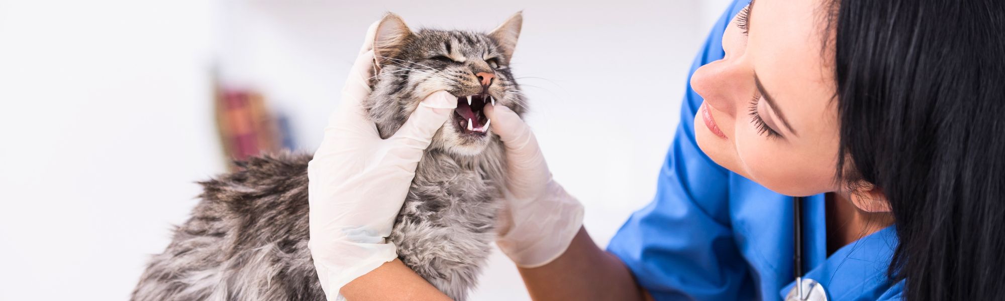 Vet assistant checking a cat's teeth