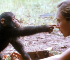 A baby chimp reaching out to Jane Goodall.