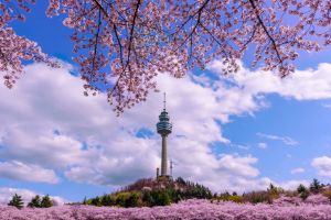 A flower garden with pink color flowers and in the center of the image is the Daegu 83 Tower but it is a bit far.