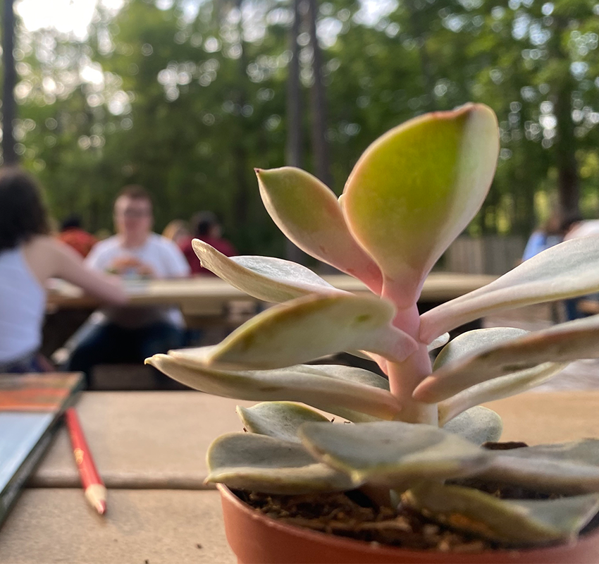 Succulent on picnic table located in preserve.