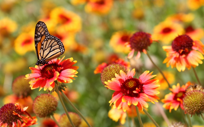 A monarch butterfly on some reddish-orange flowers