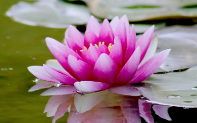 A water lily floating on still water