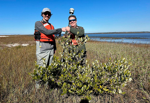 Dr. Scott Jones (left), assistant professor of biology, and Ches Vervaeke (right) with northernmost mangrove