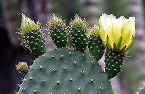 Cactus with yellow blooms